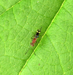 Diparidae