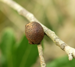 Disholcaspis quercusomnivora
