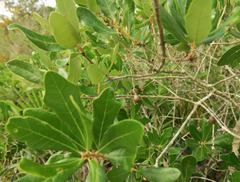 Disholcaspis quercusomnivora