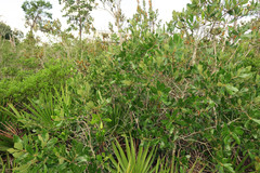 Disholcaspis quercusomnivora