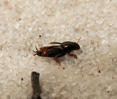 Neotridactylus archboldi