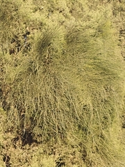 Ephedra foeminea