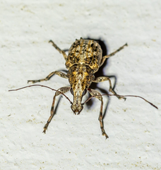 Meconemus infuscatus