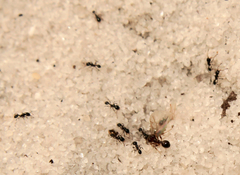 Pheidole adrianoi