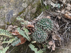 Mammillaria karwinskiana