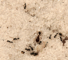 Pheidole adrianoi