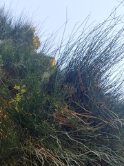 Ephedra foeminea