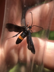Sannina uroceriformis