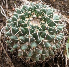 Mammillaria karwinskiana