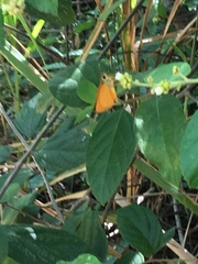 Choranthus vitellius