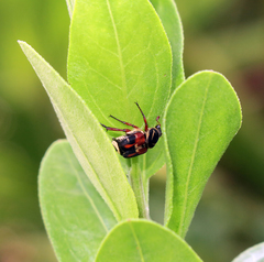 Trigonopeltastes floridanus