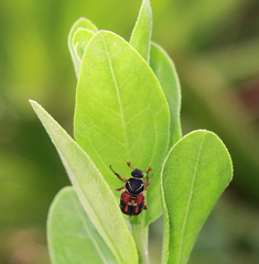 Trigonopeltastes floridanus