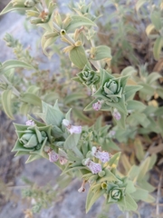 Stachys palaestina