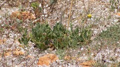 Calendula suffruticosa maritima