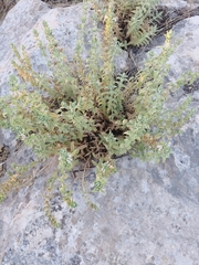 Stachys palaestina