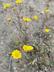 Potentilla crantzii