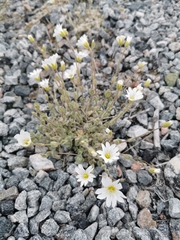 Cerastium alpinum