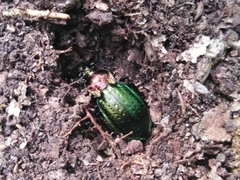 Carabus deyrolei