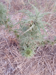 Carduoideae