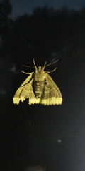Noctuidae