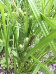 Carex frankii