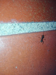 Formicidae