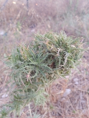 Carduoideae
