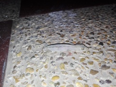 Hemidactylus frenatus