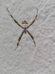 Argiope argentata