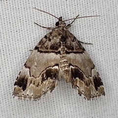Cutina distincta