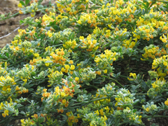 Acmispon dendroideus