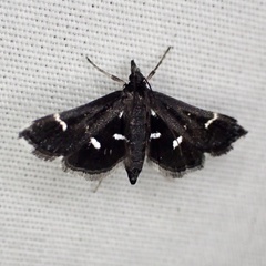 Diasemiodes nigralis
