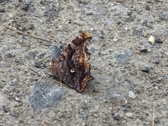 Polygonia comma