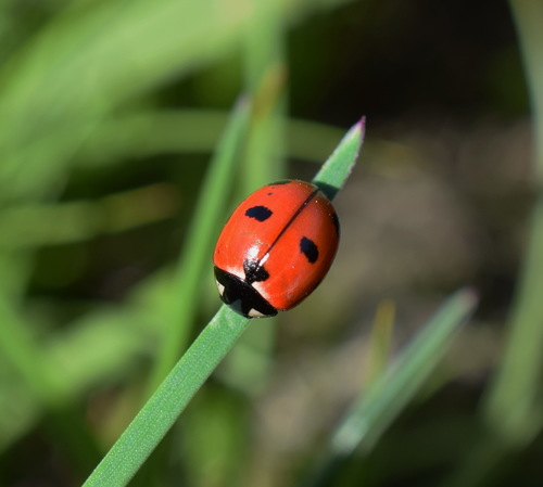 Prolongate Lady Beetle photographed in Nevada