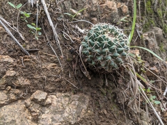 Mammillaria karwinskiana