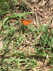 Dione vanillae insularis