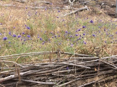 Gilia capitata chamissonis