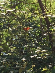 Dione vanillae insularis