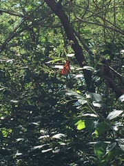 Dione vanillae insularis