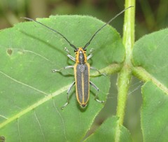 Saperda lateralis