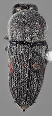 Paratyndaris tucsoni