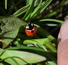 Coccinella difficilis