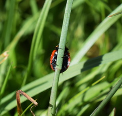Coccinella difficilis