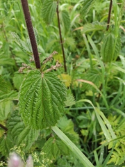 Urtica dioica