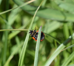 Coccinella difficilis