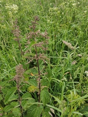 Urtica dioica