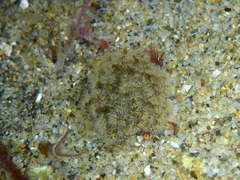 Themiste pyroides