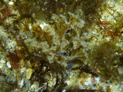 Themiste pyroides