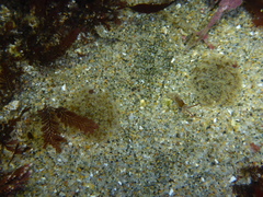 Themiste pyroides