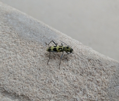 Chlorophorus herbstii